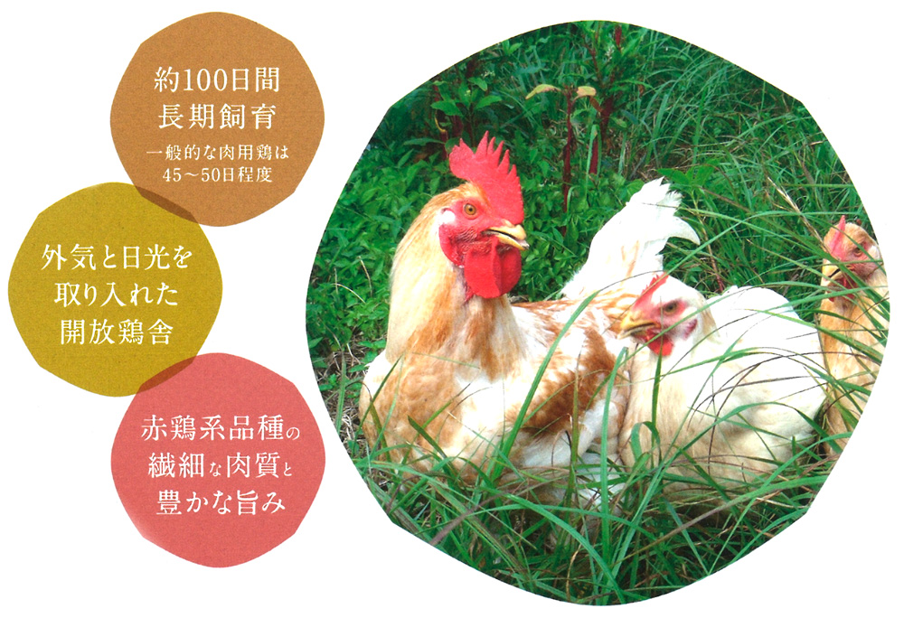 百日どりのご紹介。鶏肉卸・小売は京都の鳥扇にお任せください